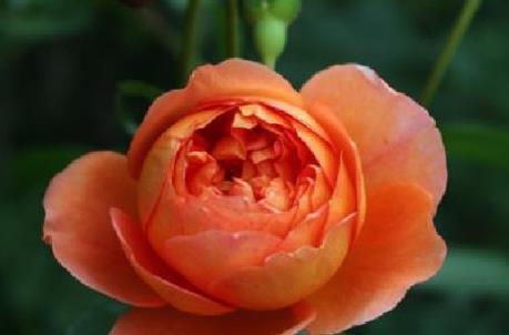 金盏菊华|喜欢菊花吗何不养盆“金盏菊”，花艳好养，花姿卓越，美艳迷人