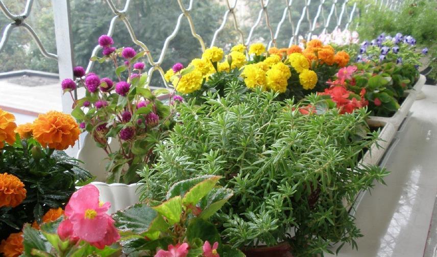 修剪|夏季养什么花？栽飘香藤，满足3条件，成就一道靓丽风景