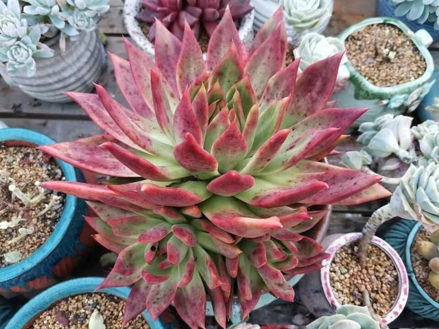 多肉养徒了现在赶紧剪1剪,秋天变成“小胖墩”