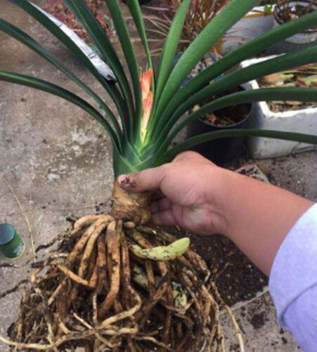 养君子兰，一个“小方法”，叶片整齐又好看，厚实油绿，长爆盆！