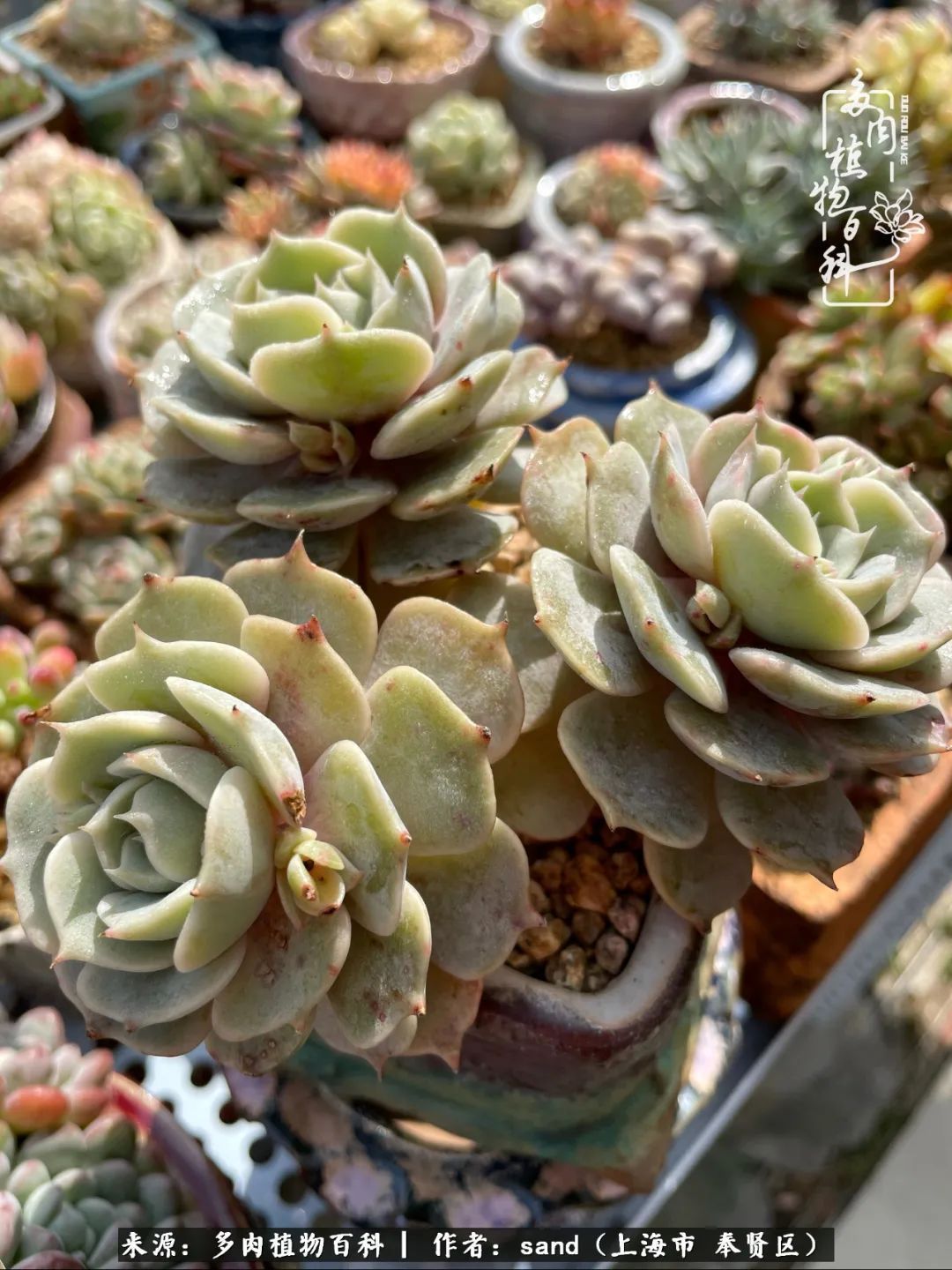 带着200多盆多肉,三个月搬两次家,是一种怎样的体验