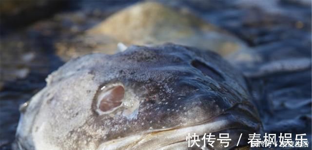 家养君子兰,盆土里加点好东西,叶子油亮根还旺,轻松窜出3花剑