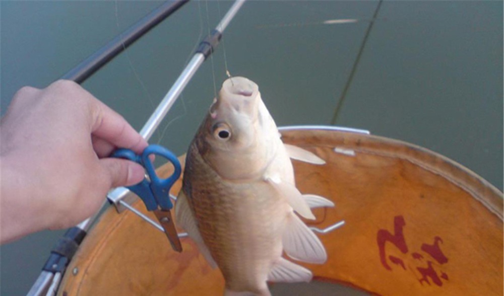 钓鱼技巧:钓鱼要不要放口?把窝中鱼钓光,还是养一养?你怎么看