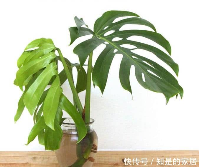  养花|12种净化空气非常棒的室内绿植，养花新手都养不死的植物