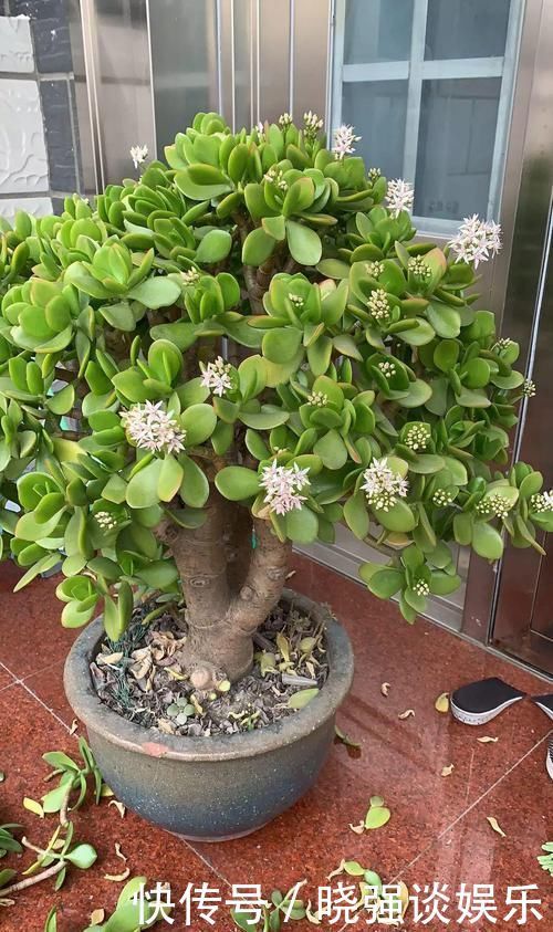 大腿|养了20年的玉树,杆子比大腿还粗,满树白花跟下雪了一样