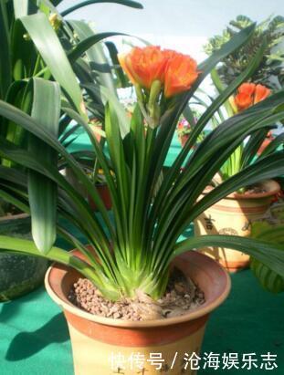 叶片|“5种花”养一盆在家,旺人又旺财,一开就是300多天,好养、漂亮