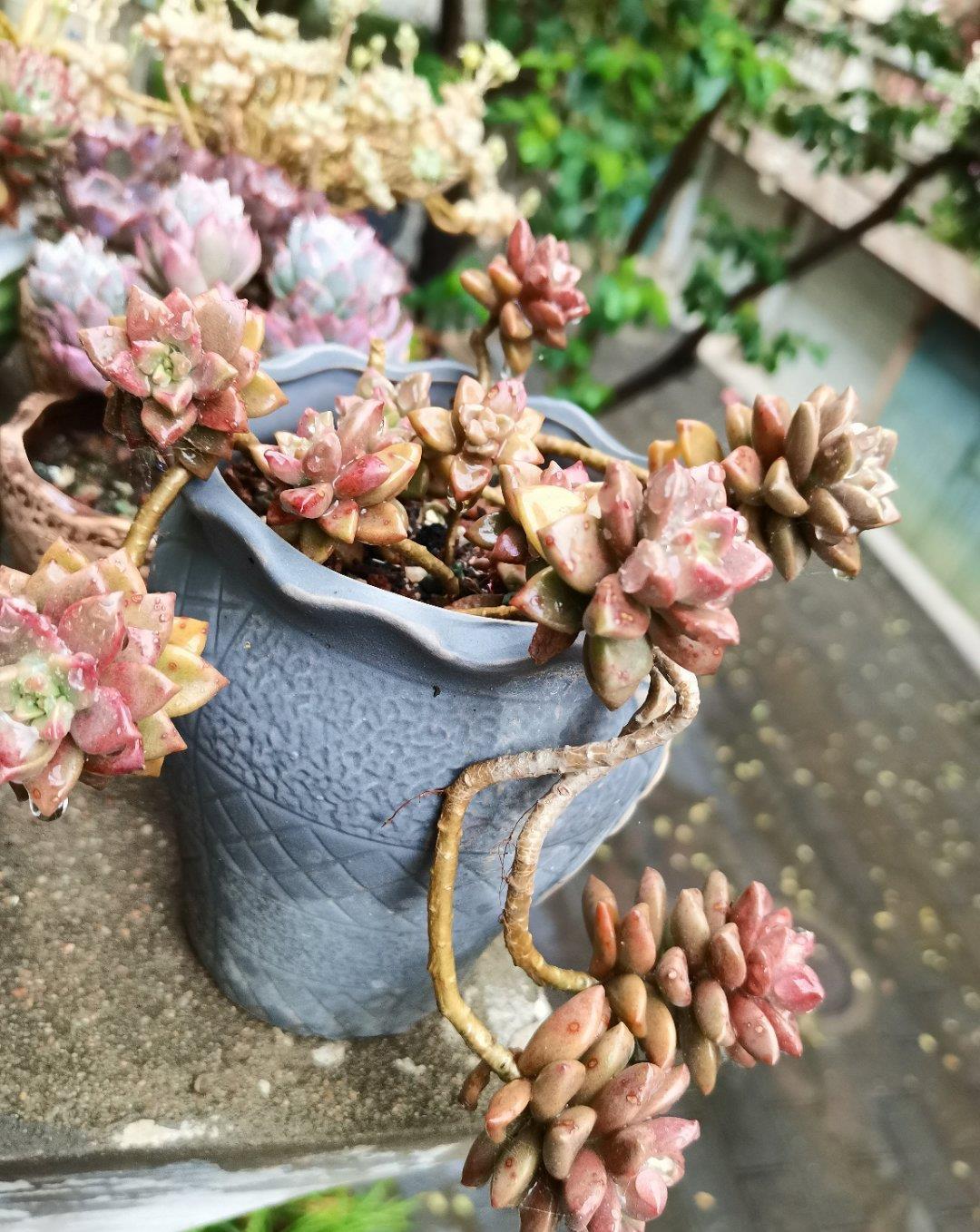 花芽|多肉长势差，这“三位置”剪一剪，“夏不黑腐”株型紧凑又好看