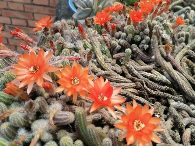 雨水|10种不能淋雨的花,淋完雨就死,盆栽养花注意事项
