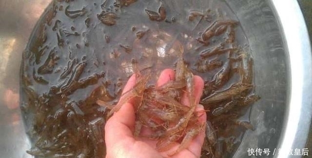 曾是儿时开荤必吃的野味,现在有钱也难买到了