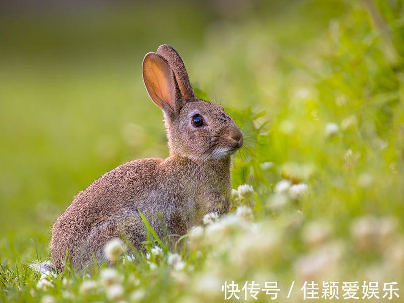 好运|生肖属兔人，8月下旬好运滚滚来，事业突飞猛进