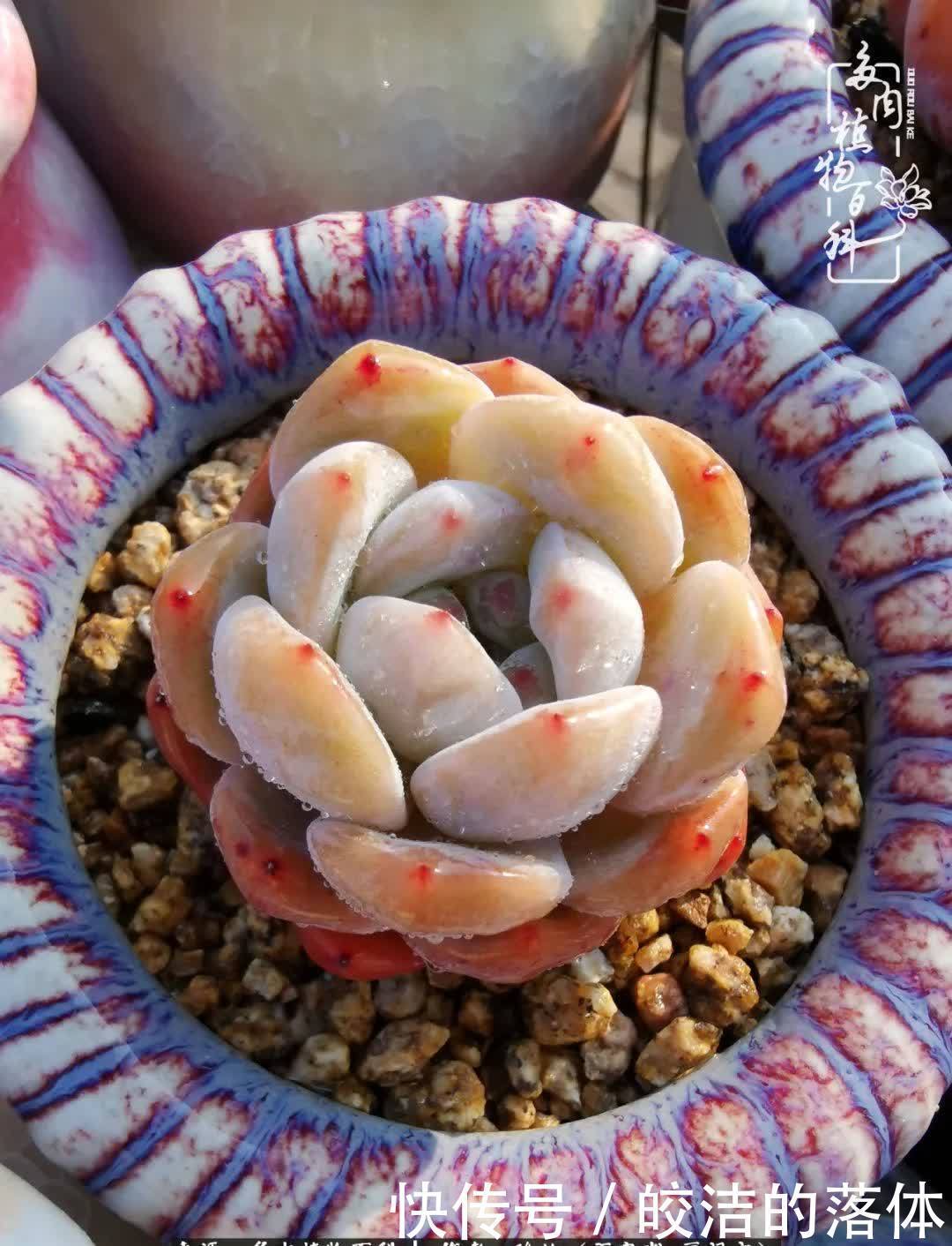 百度|我与多肉那些不得不说的故事!