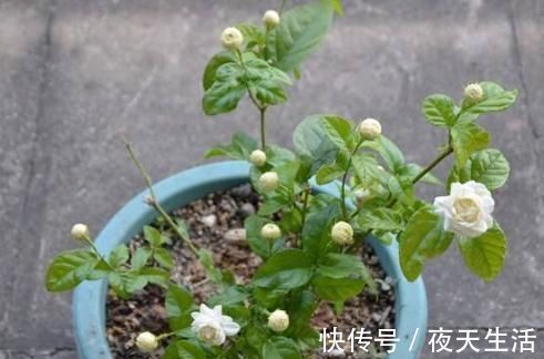 落花|茉莉花有“3怕”,不知情的话,就会黄叶和落花,您别忽视