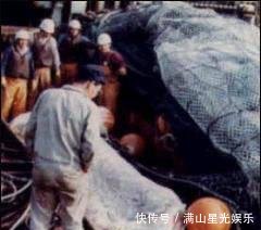 1977年日本海怪事件 难道真的错失了蛇颈龙 快资讯