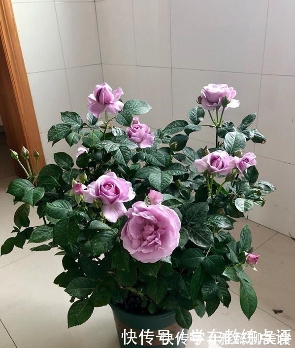 “无缺点”月季花,四季开花,香气浓郁,南北都能种,室内也能养!