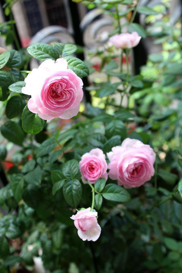 最好养的月季花,养护容易,四季开花,可以阳台盆栽,值得入手