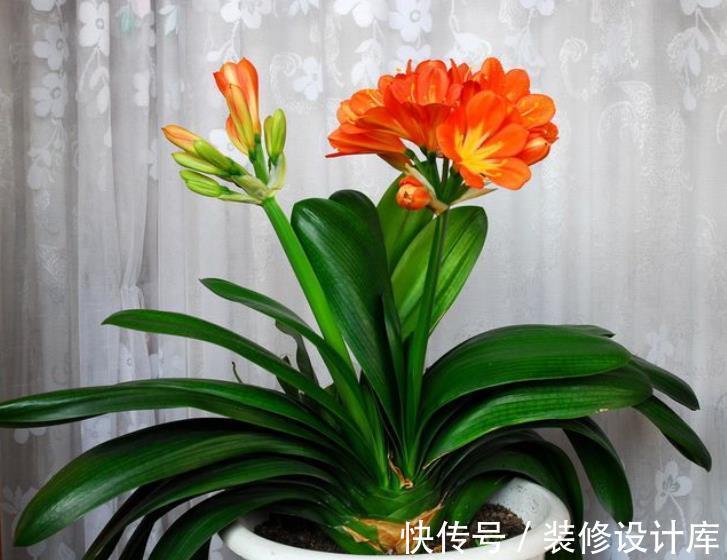 新叶|秋天养君子兰，教你喂勺“催叶水”，一次长2对叶子，开花更艳丽