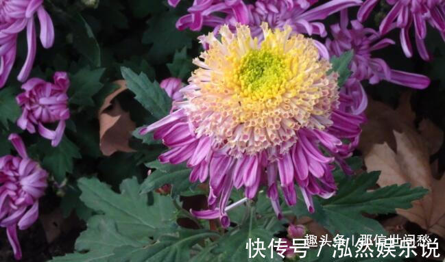 中心花|喜欢养菊,就养盆“菊中珍品”枫林夕照,似晚霞枫叶,百媚妖娆