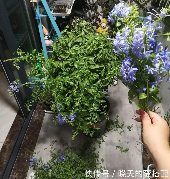 养分|让蓝雪花秋天开花更多的2个方法，不要舍不得，要辣手摧花