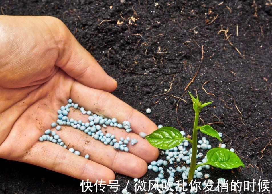 阳台养花“6大错”,错了一个就黄叶,都占了就是“养花杀手”