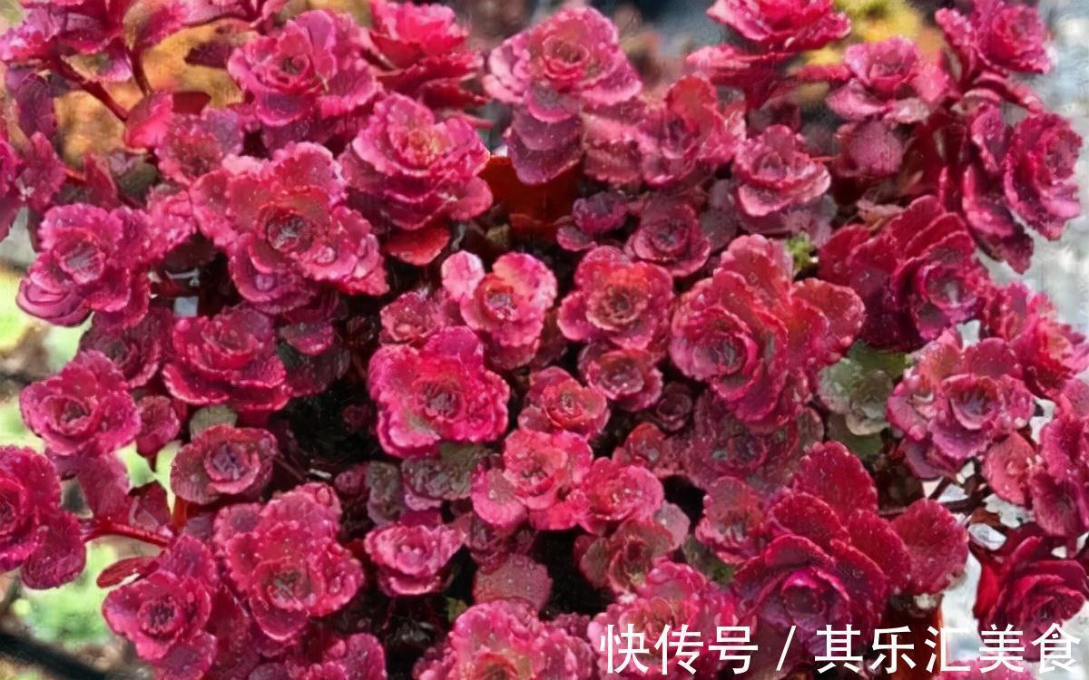 耐寒|这“三多肉”不怕冻,越冷越美出状态,零下30℃也能缀满一大盆