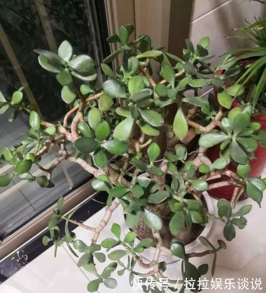 玉树好看,但难养,其实掌握这些“诀窍”,枝粗叶大,美极了