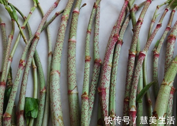 小根|65种野菜图片，带你认识不同的野菜和吃法，你想要的野菜这里都有