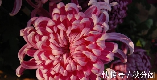 喜欢菊花都知道,不妨在家养盆“富贵菊”吧,花色鲜艳,寓意好