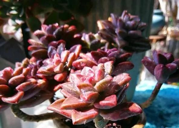 多肉植物|李大姐养多肉10多年,总结6个好品种,新手也能养成“漂亮老桩”