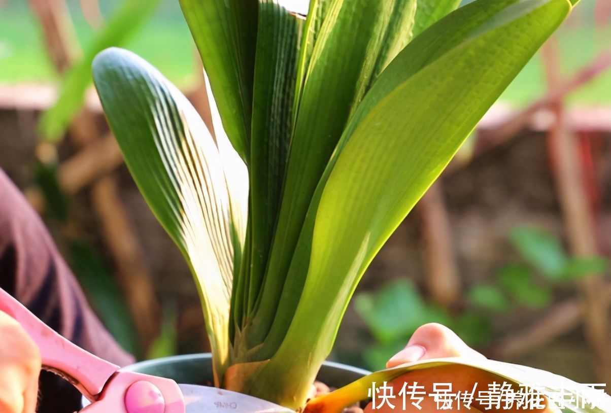 河沙|君子兰如果在夏季烂根,不用怕,用这方法还能长新根