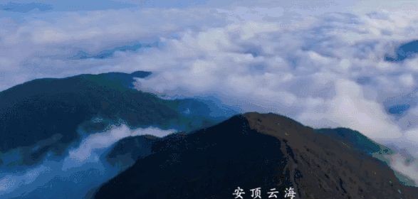 云雾|念念不忘,安顶茶