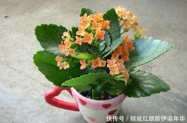 想要长寿盆栽多开花，少见太阳少浇水，很多人做错，难怪花卉枯萎