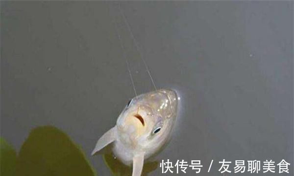 冬季钓鱼,看到这种“现象”,千万别错过,随便钓也能上大板鲫!