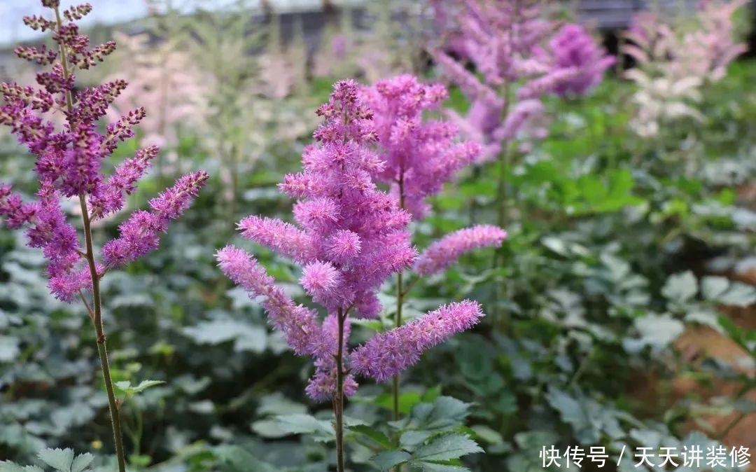 落新妇耐寒又耐阴,颜值高,气质佳,今年最流行!