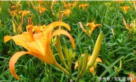 每天晚上坚持吃3种食物，滋阴润燥、益气顺气，好处多多