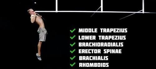 肱二头肌|关于正手vs反手引体向上，该怎么选择的问题，都有哪些肌肉参与？