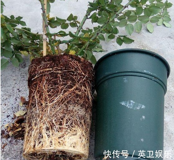 养月季花，做好“3点”，保证少生病开花多，一整年都有花赏
