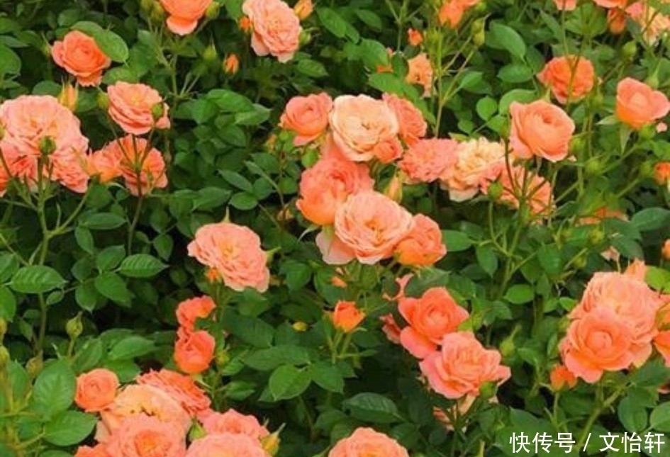 品种|100个月季品种,千姿百态,每个都很漂亮,图名并茂,值得收藏