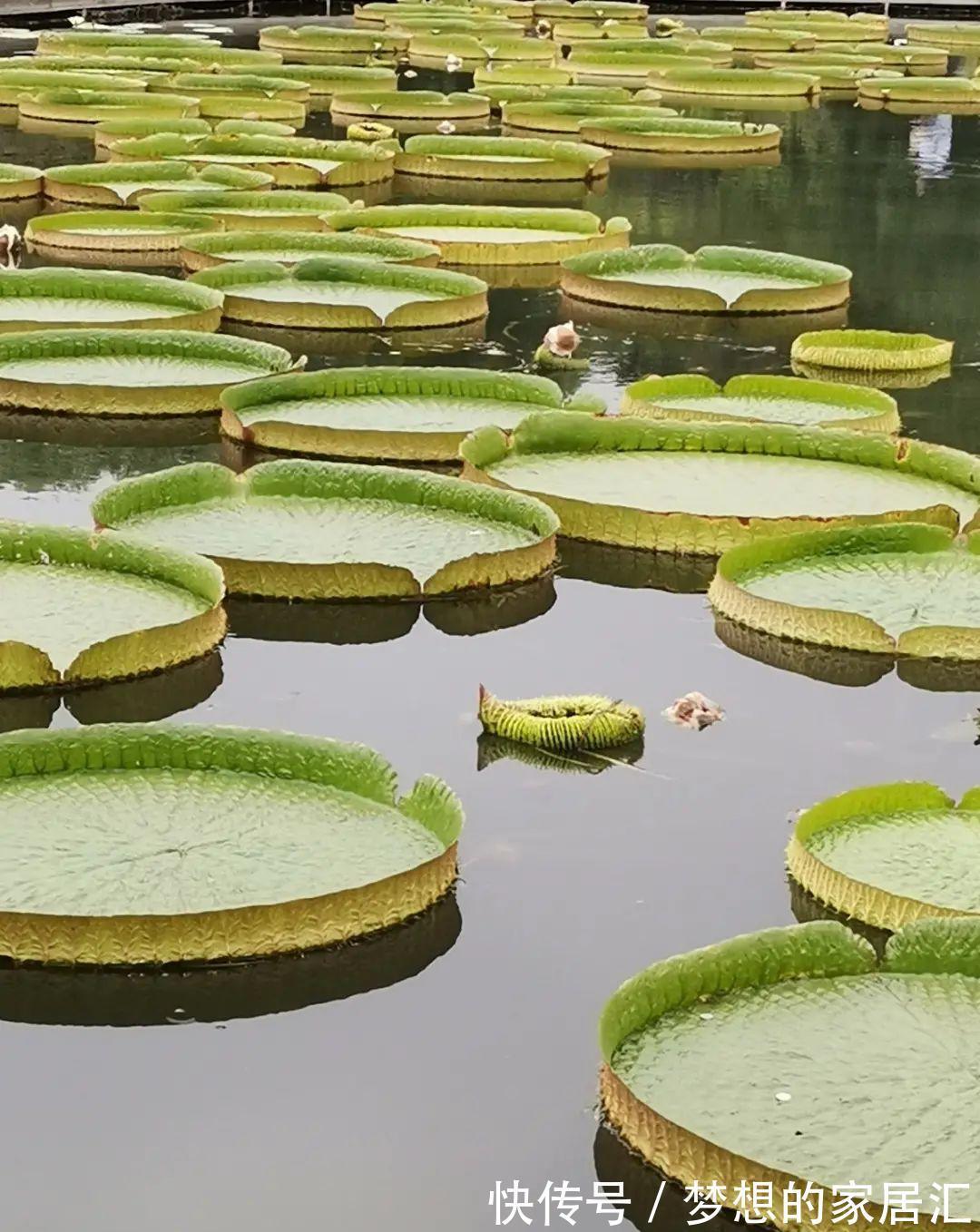 10种花太能喝水,一天一瓢水,7天爆满缸