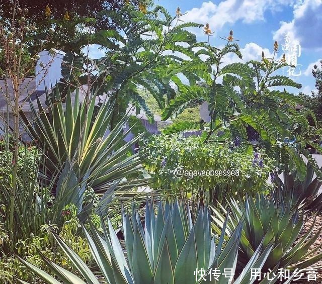 原以为龙舌兰是小家碧玉,没想到竟然可以长这么高!