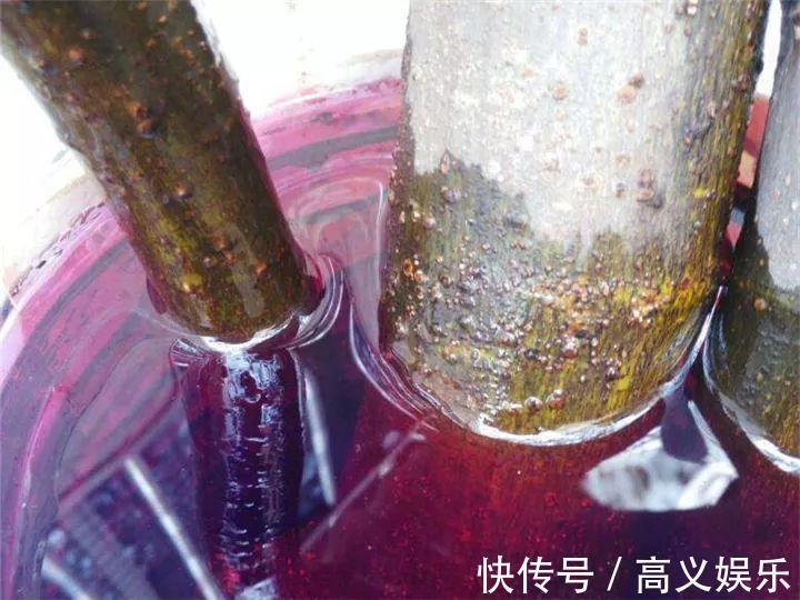 水杨酸|8种自制生根剂,扦插前抹一抹,白根冒的又快又多!