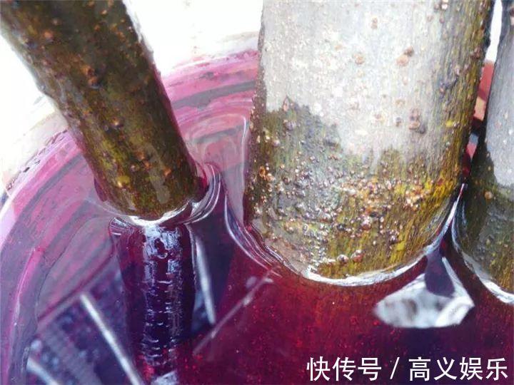 水杨酸|8种自制生根剂，扦插前抹一抹，白根冒的又快又多！