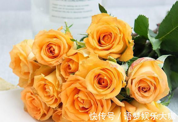 客厅养花,不如养“优良玫瑰”假日公主,花开金光四射,热情似火