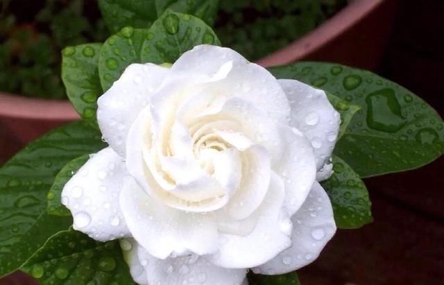 此种开花水喷一喷,一次开花20朵,枝条都压弯啦!