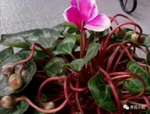 仙客来开花期,给它做4个小细节,开花时间长,花色更美