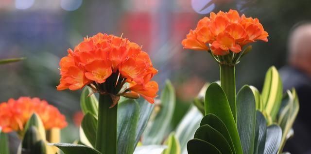 植物|家养君子兰,盆土里加点好东西,叶子油亮根还旺,轻松窜出3花剑