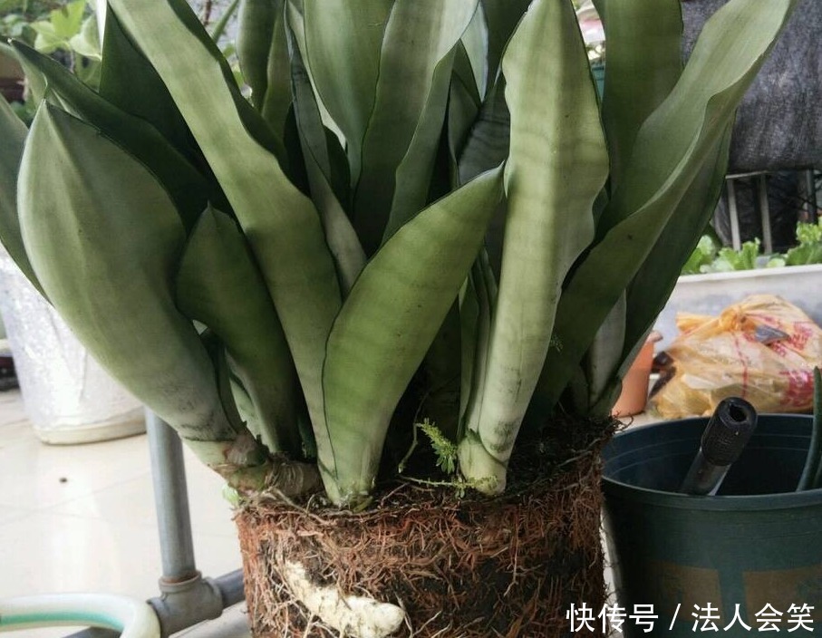 侧芽|学2招,让不爱出芽的虎皮兰接二连三地往外冒新芽吧!