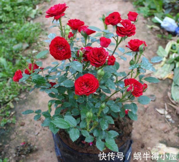 病害|月季花出现黑斑?教你几个小技巧,轻松赶走病害,笋芽新芽猛长
