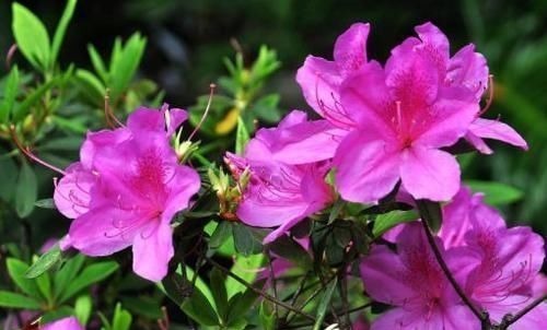 天竺葵|养此4种花,插枝就能活,养护容易,全年开花,室内也能种