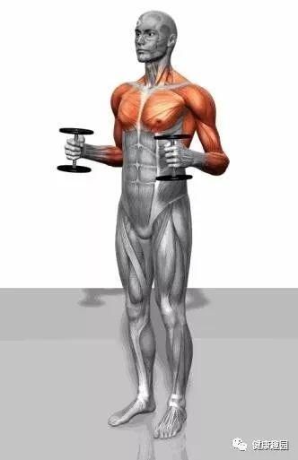 肱三头肌|肌肉群锻炼动作示意图，想练什么对号入座！