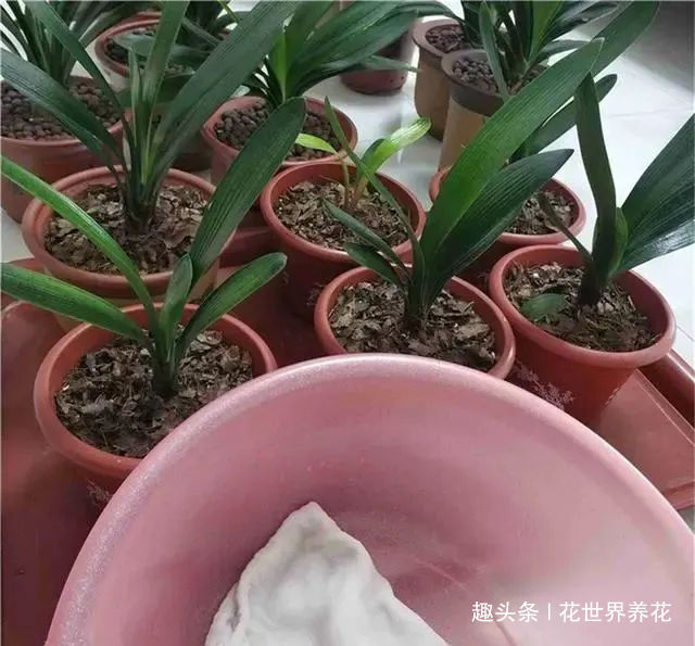 养君子兰,摆放有讲究,错放4位置,叶片发黄打蔫长不好!